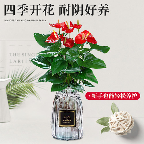 水培红掌盆栽带花一帆风顺花卉植物室内好养绿植鸿运当头四季开花 - 图2