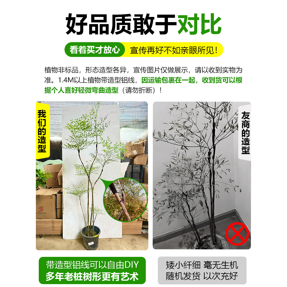 南天竹盆栽客厅真树室内绿植大型植物树苗办公室火焰老桩落地造景,淘宝优惠券,粉丝福利购,淘宝优惠卷