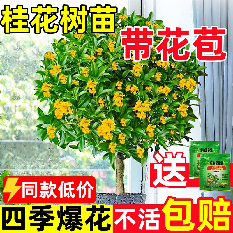 桂花树苗四季桂盆栽大树丹桂金桂庭院浓香型花卉植物室内绿植开花 - 图0