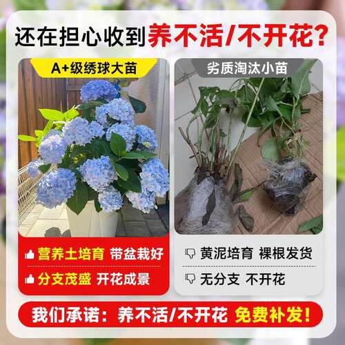 绣球花苗盆栽带花苞四季开花无尽夏老桩庭院室内阳台花卉绿植植物 - 图0