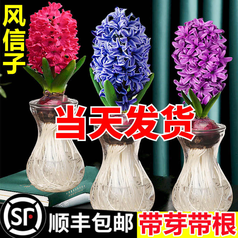 風信子盆栽 Top 800件風信子盆栽 23年2月更新 Taobao