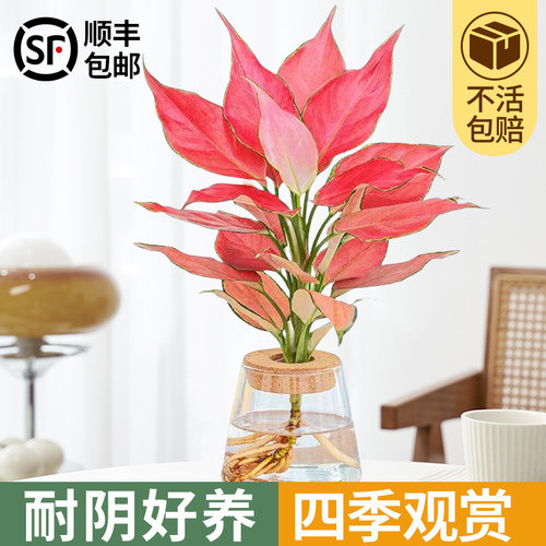 吉利红水培如意皇后室内盆栽植物发财树净空气小绿植四季好养花卉 - 图1