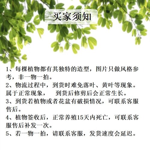 一叶兰水培植物盆栽水养绿植四季常青室内办公室桌面大叶净化空气 - 图3