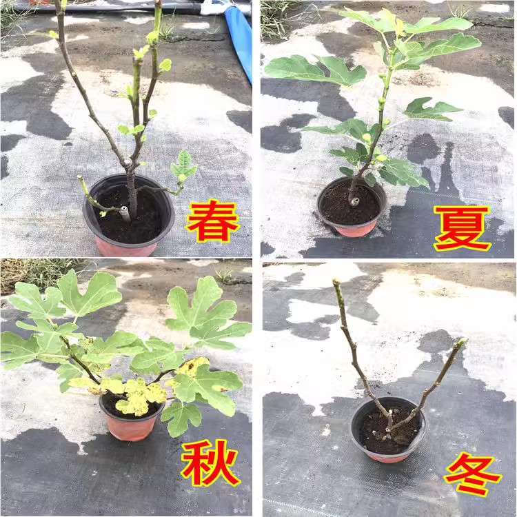 无花果树苗盆栽水果苗四季特大波姬红南北方阳台种植地栽当年结果 - 图1