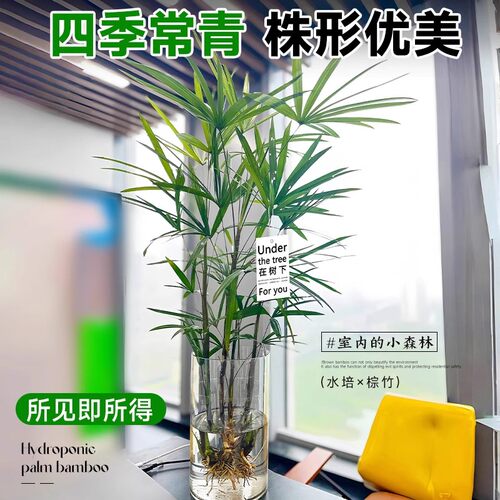 金山棕竹水培绿植客厅水养招旺财发财富贵竹室内植物大型竹子盆栽 - 图1