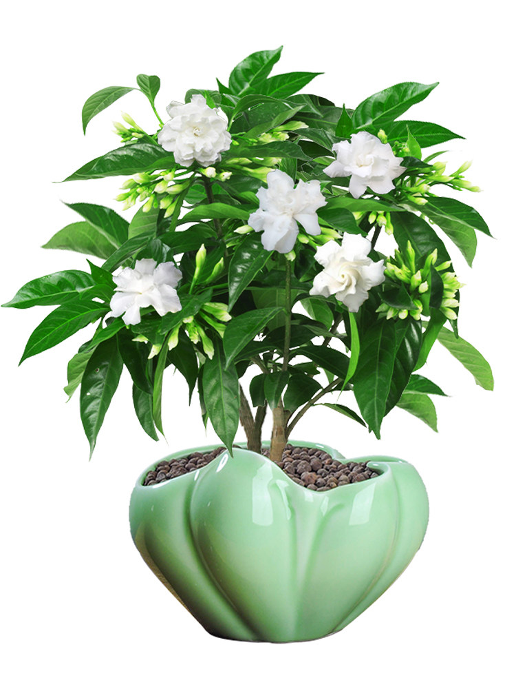  爱你一万年花卉