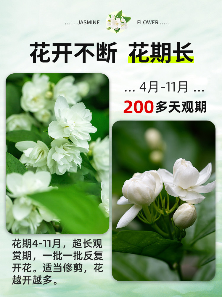  爱你一万年花卉