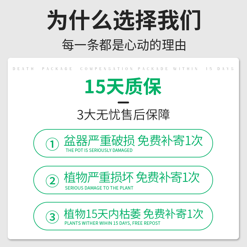 铂金钻盆栽植物绿萝箩水培绿植发财树花卉多肉办公室内去吸除甲醛-图1