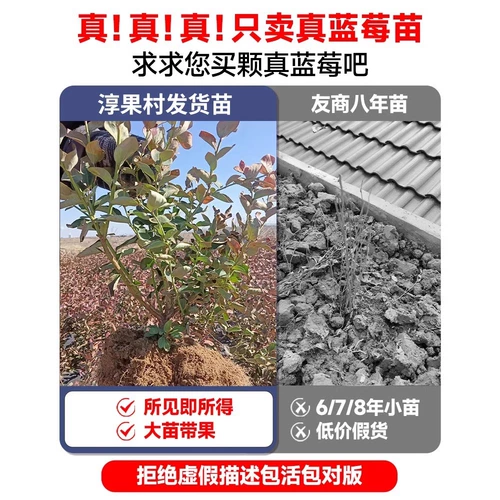 Саженцы плодовых деревьев черники в горшках с плодовыми почками и ароматными цветами высаживают на юге и севере для посадки очень больших фруктовых деревьев L25.