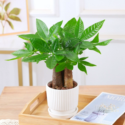 Дерево изготовления в крытый горшок с зеленым растением цветы гидропонный завод зеленый луо Вэньчжу четыре сезона хорошая подача офиса настольный столик