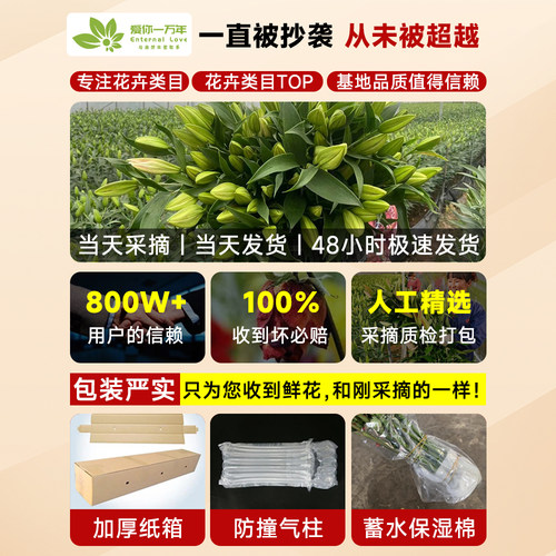 香水百合鲜花云南基地直发水培多头鲜切花花束插花插瓶多重瓣花卉 - 图3