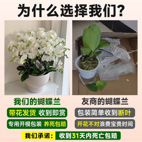 蝴蝶兰盆栽带花苞秋冬耐寒花卉绿植物办公室内客厅四季阳台开花苗 - 图0
