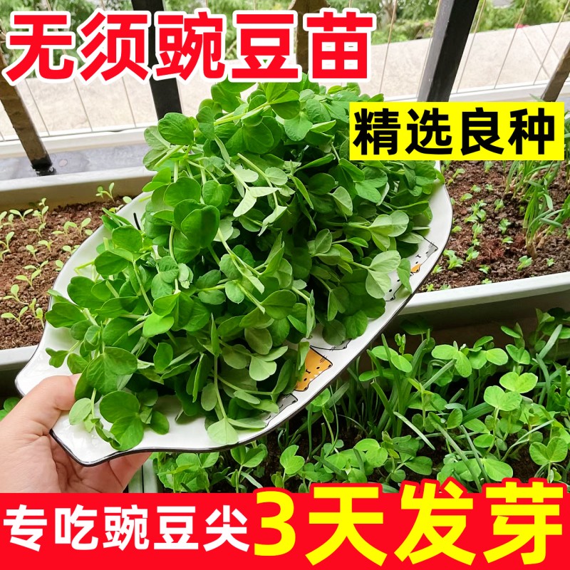 豌豆苗种蔬菜豌豆种籽尖芽苗菜种子种籽四季种植孑碗豆种碗豆吃苗