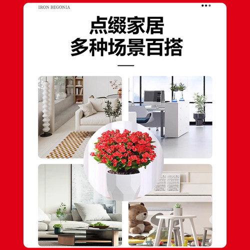 铁海棠虎刺梅盆栽大叶大花客厅室内绿植阳台花卉喜阳植物四季开花 - 图3