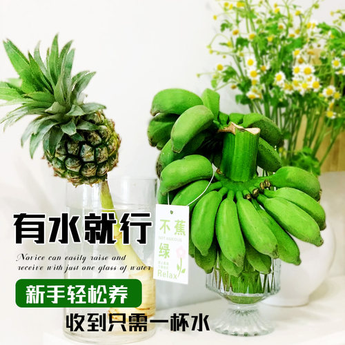 禁止蕉绿香蕉banana网红菠萝水培植物桌面绿植办公室水果凤梨芭蕉 - 图0