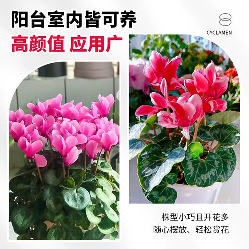 仙客来盆栽带花特大号兔子花卉植物室内重瓣蝴蝶兰好养苗庭院阳台 - 图1