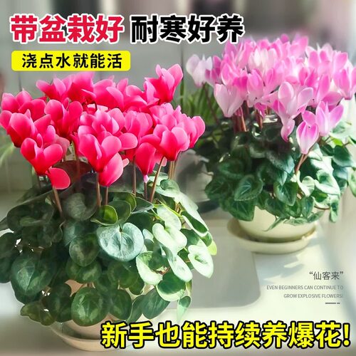 仙客来盆栽带花特大号兔子花卉植物室内重瓣蝴蝶兰好养苗庭院阳台 - 图0