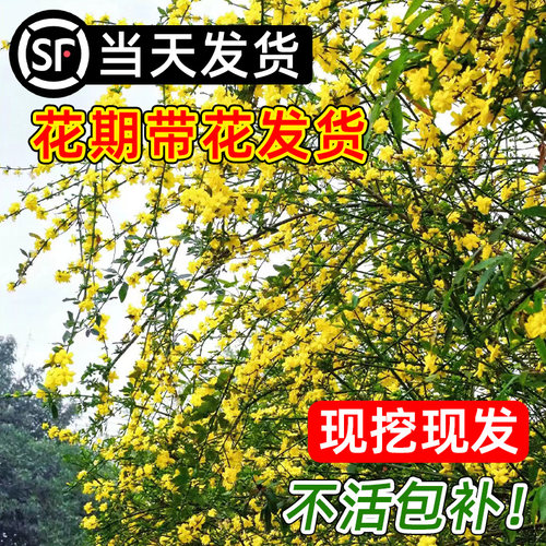迎春花树苗带花苞盆景连翘大盆栽阳台庭院爬藤耐寒花卉报春花植物 - 图1