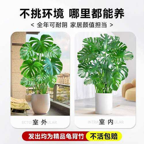 龟背竹客厅大盆栽老桩水培植物室内四季好养办公室绿植小苗客厅景 - 图1