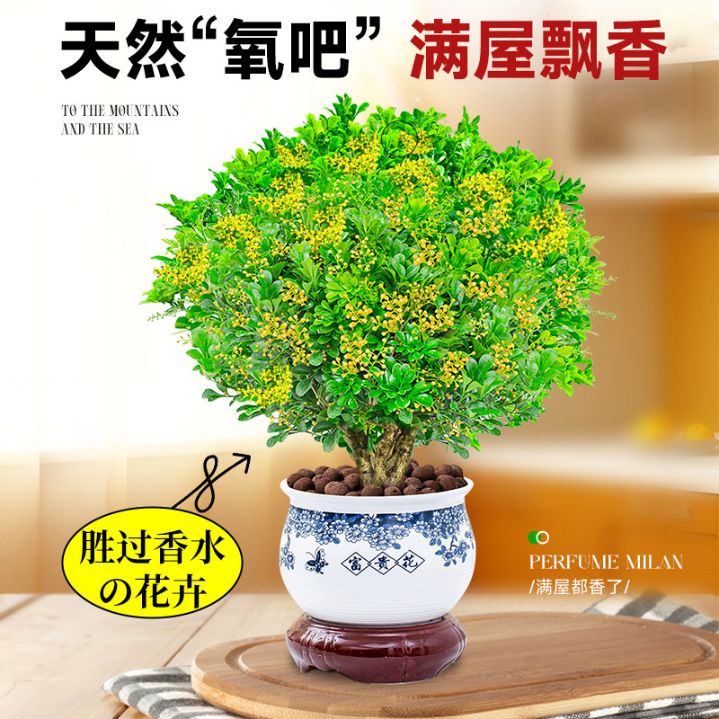 香水米兰盆栽小苗带花苞茉莉花老桩栀子花卉绿植四季浓香室内树苗,淘宝优惠券,粉丝福利购,淘宝优惠卷