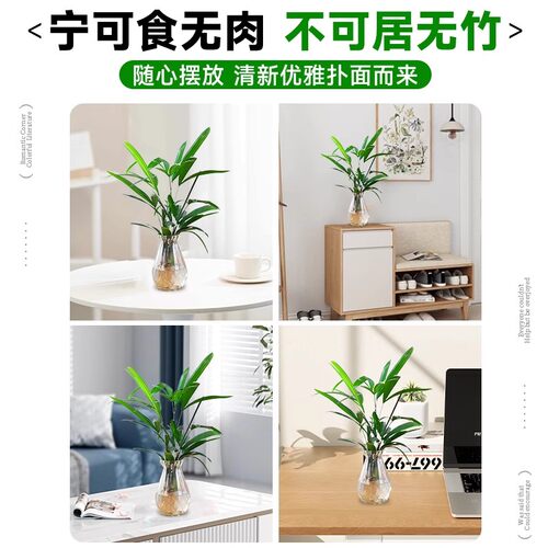 金山棕竹水培绿植客厅水养招旺财发财富贵竹室内植物大型竹子盆栽 - 图3