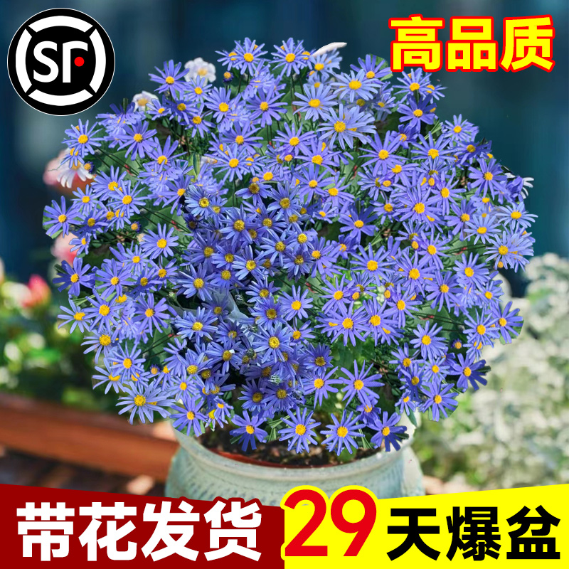 蓝色玛格丽特花苗带花苞菊花大花卉植物室内外阳台四季开花好养活-图1