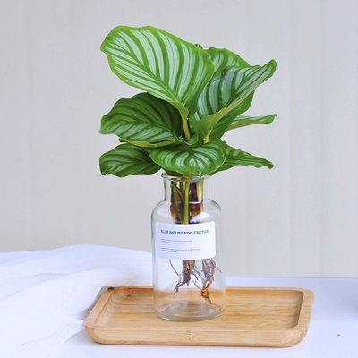 Гидропоновое зеленое яблоко, таро завода в помещении гостиной гостиной