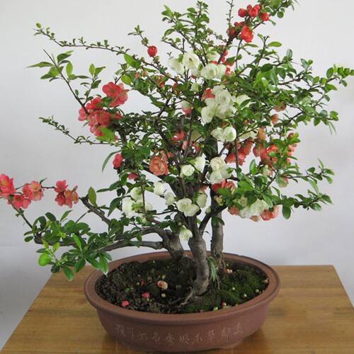 海棠花盆栽树苗盆景重瓣老桩庭院绿植物室内四季花卉开花好养 - 图0