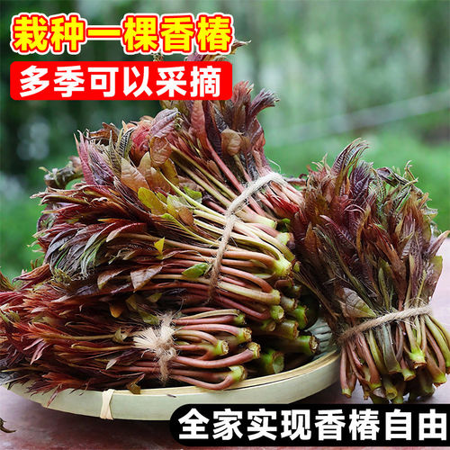 正宗红油香椿苗树四川矮化红椿树苗可食用阳台种植香椿芽蔬菜种子 - 图2