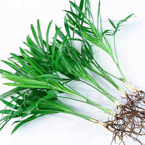 九里香盆栽花卉袖珍椰子竹柏水培植物室内好养桌面创意绿植吉利红 - 图1
