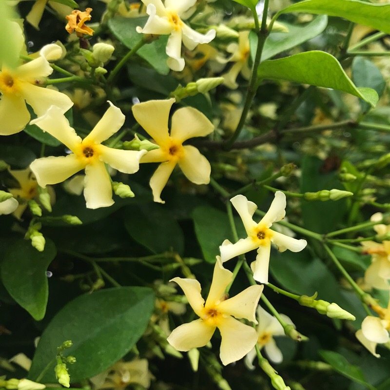 风车懒好养络石藤垂丝爬藤花卉茉莉 爱你一万年花卉