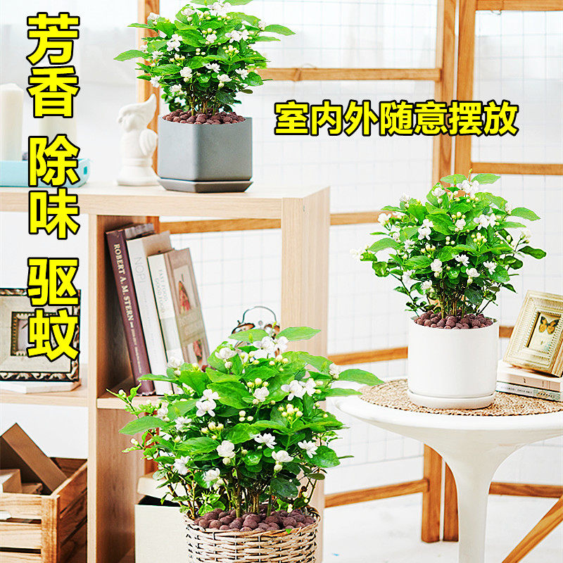  爱你一万年花卉