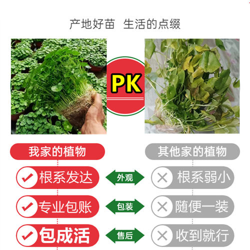 带叶铜钱草水培植物办公室内盆栽客厅桌面绿植花卉趣味水养金钱草 - 图0