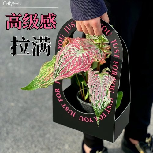 彩叶芋盆栽水培植物室内好养粉色飞溅海芋竹芋类彩色花卉绿植大全 - 图0