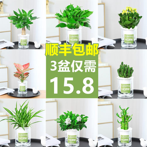 发财树绿植栀子花卉桌面小盆栽芦荟多肉植物水培绿萝办公室内好养 - 图2