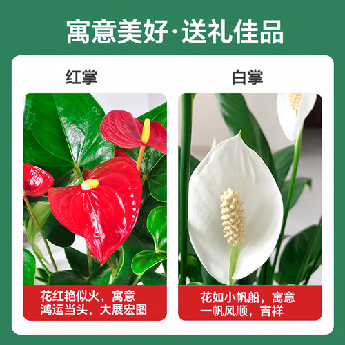 水培红掌大叶大花鸿运当头盆栽过年宵花卉绿植物室内好养一帆风顺 - 图1