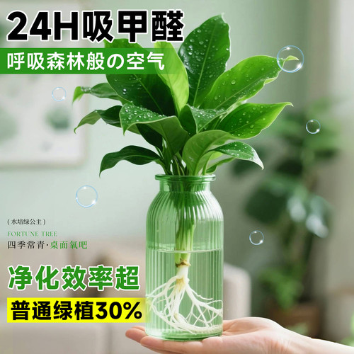 水培大叶金钻绿植绿公主盆栽带花苞室内纯水养植物办公室桌面花卉 - 图2