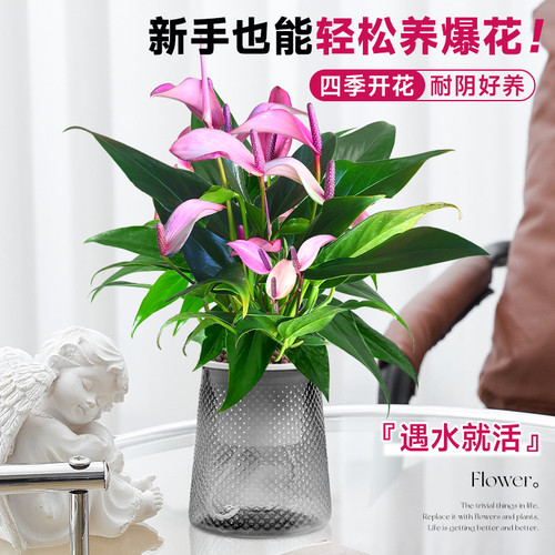 紫掌水培植物盆栽带花香妃齐祖红掌一帆风顺白掌花卉室内好养绿植 - 图2