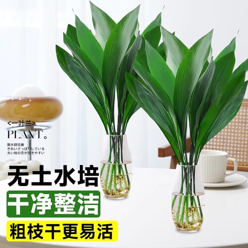 一叶兰水培植物盆栽水养绿植四季常青室内办公室桌面大叶净化空气 - 图0