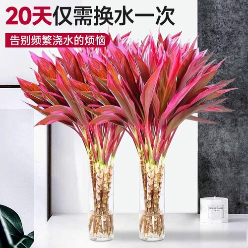 紫竹鸿运当头富贵竹水培植物粗杆带根客厅招财竹子室内过年宵花卉 - 图1