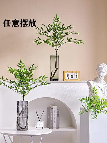 南天竹盆栽水培绿植物火焰红水养室内花卉蓝天竹吊钟马醉木南天竺 - 图2