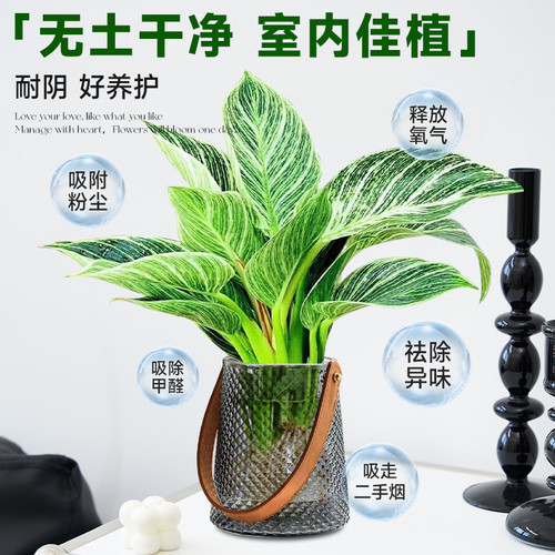 铂金钻水培植物大叶金钻绿公主盆栽绿箩植物室内净空气花卉绿植 - 图3