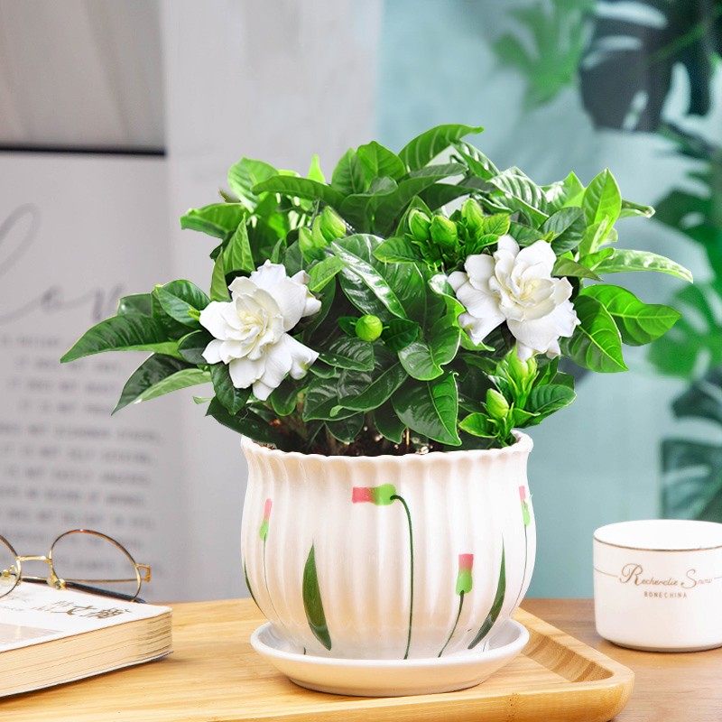 盆栽花卉室内带花苞阳台水培栀子花 爱你一万年花卉