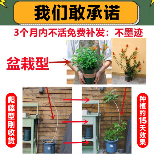 凌霄花带花苞炮仗花爬藤植物盆栽庭院爬墙特大号藤蔓四季花卉绿植 - 图0