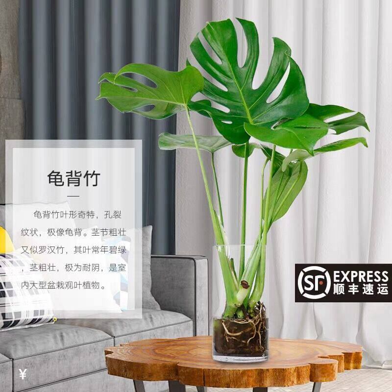 龟背竹大型绿植室内客厅大叶吸甲醛 爱你一万年绿植
