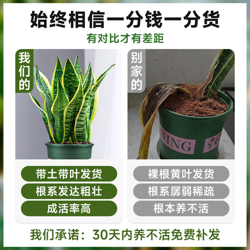 金边虎皮兰盆栽多肉易活水培植物绿植办公室内花卉大全客厅虎尾兰 - 图0