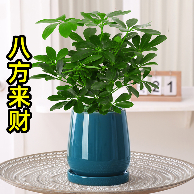 七叶莲水培盆栽招财树植物八方来财鸭脚木室内绿植花卉发财树水养-图2