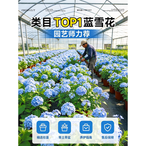蓝雪花盆栽带花苞大苗棒棒糖阳台花卉绿植物四季开花好养独杆老桩 - 图3