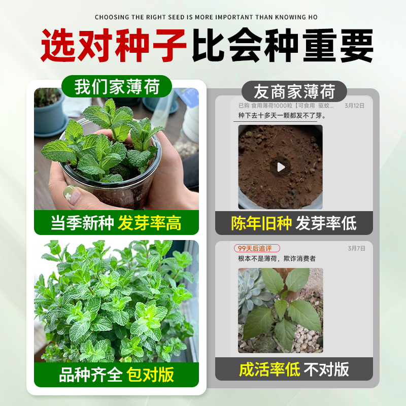 可食用薄荷种子留兰香柠檬苗猫薄荷四季播种室内阳台盆栽花种籽子 - 图1