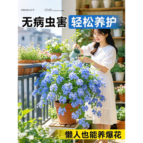 蓝雪花盆栽带花苞大苗棒棒糖阳台花卉绿植物四季开花好养独杆老桩 - 图2